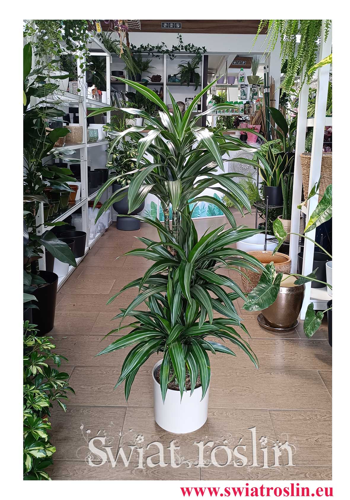 Dracaena Wonna Ulisses do hotelu na repecje do dużej przestrzeni do biuraa do firmy do salonu do restauracji do kawiarni z dostawą, Draceana Fragrans Ulisses